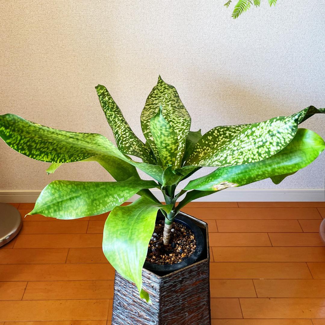 【希少！ほぼ流通なし 星屑のような斑点★】ドラセナ ドラセナ JTスターダスト