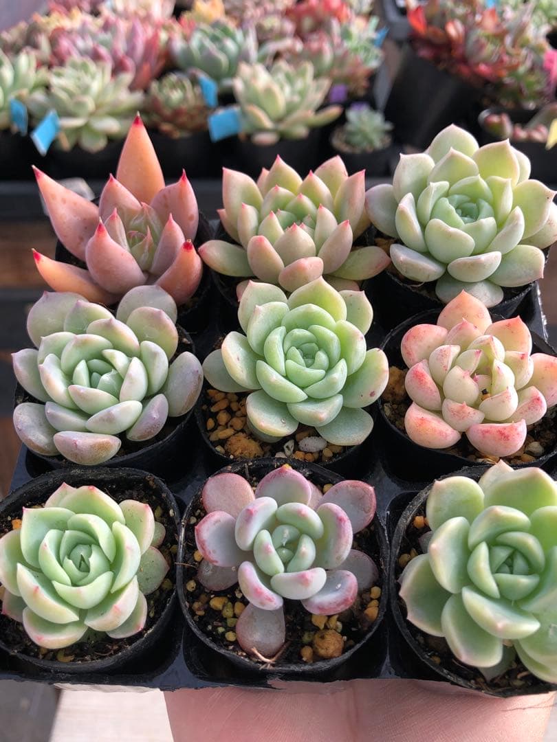 多肉植物 多肉永遠苗♡小苗セット