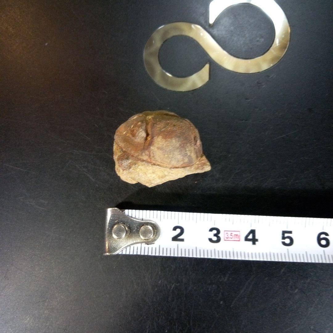 三葉虫　南米産　化石　fossil　ボリビア産　trilobite　南米化石郡⑨