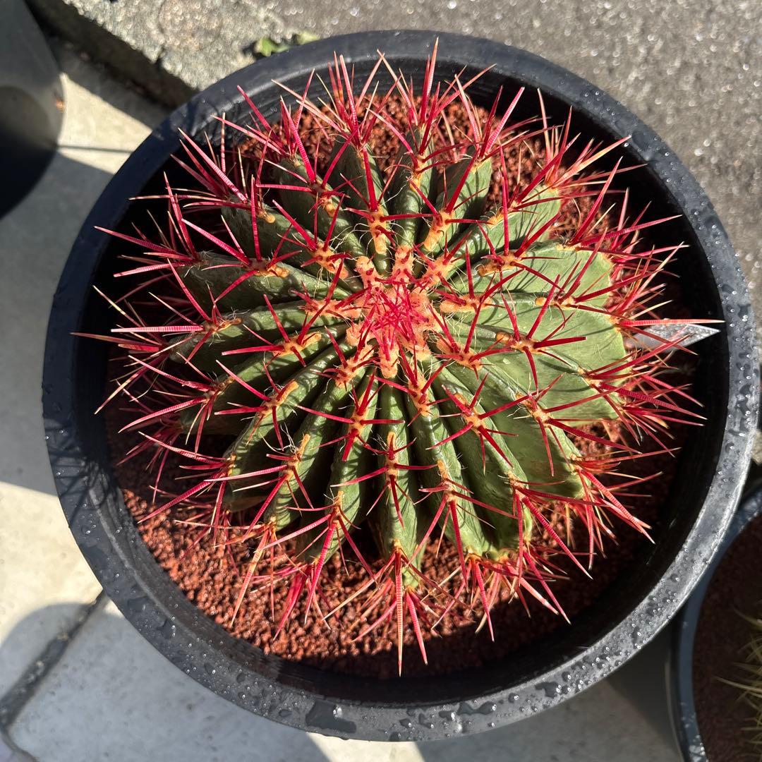 希少な特大サイズ　特特大　特大サイズ　フェロカクタス　赤鳳　12号　尺2サイズ