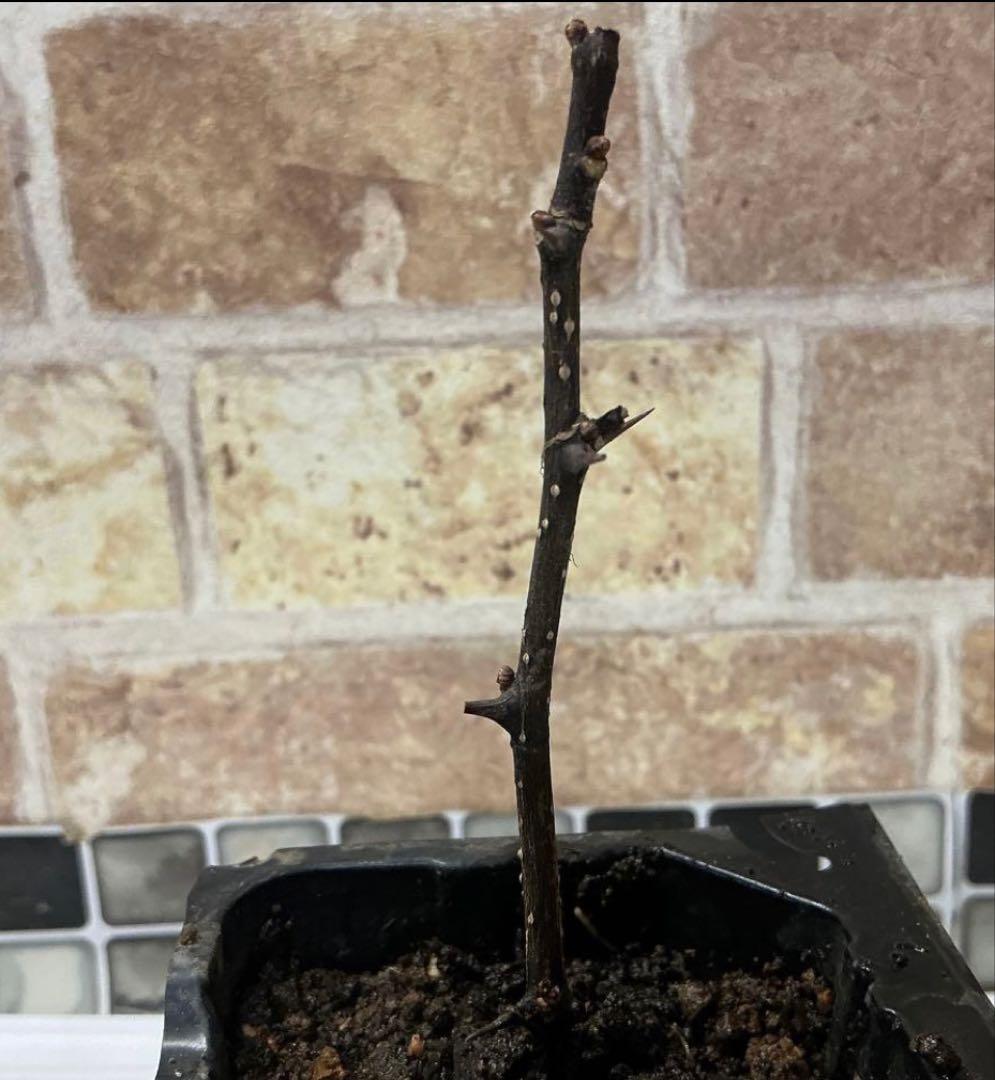 山椒の苗　(葉山椒)