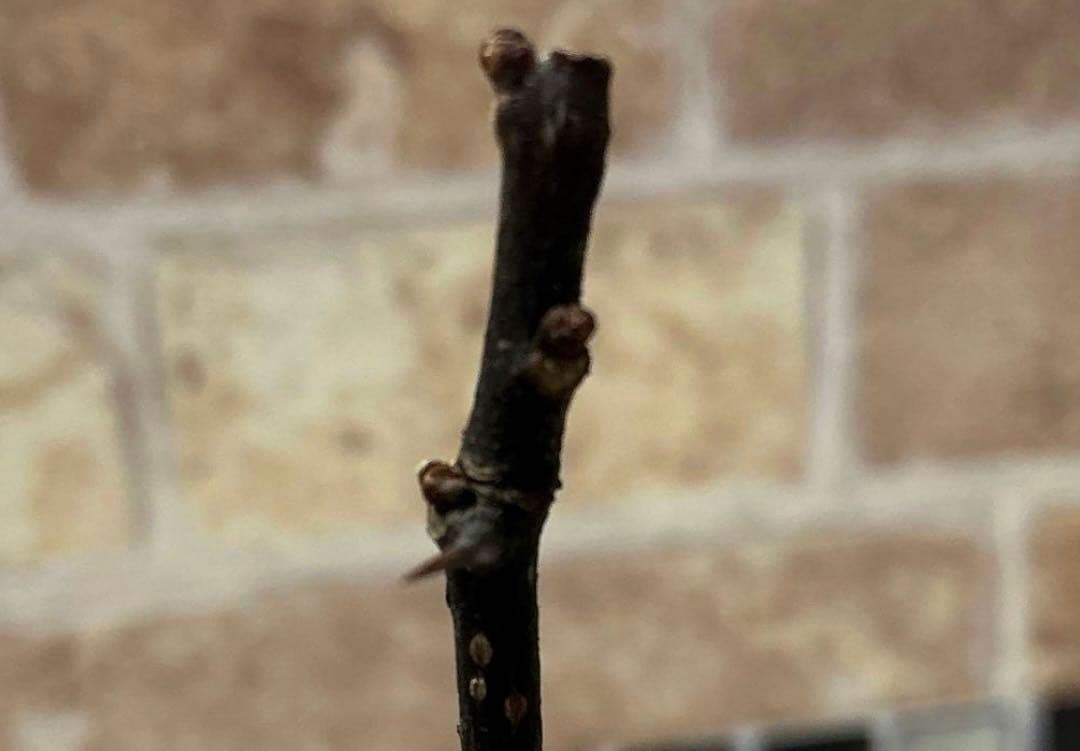 山椒の苗　(葉山椒)