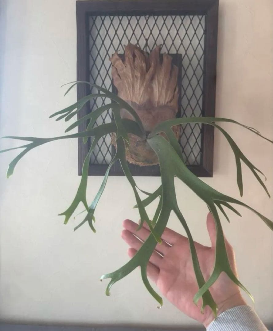 さ*う様 P. willinckii 'Queen Sawangan'