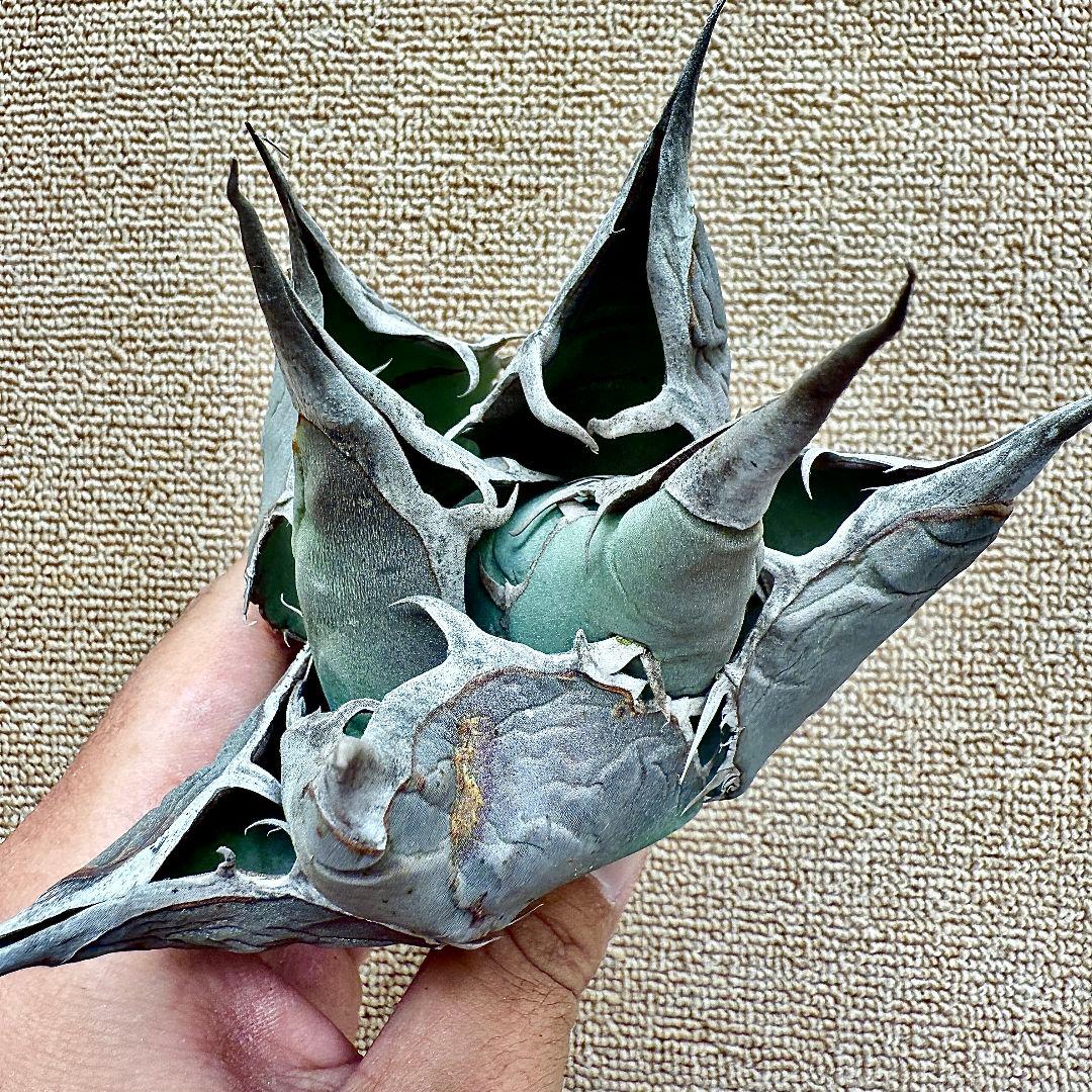 u*4様 【ZZ_plants】W950アガベ チタノタ 蜘蛛 極上強棘 極美極