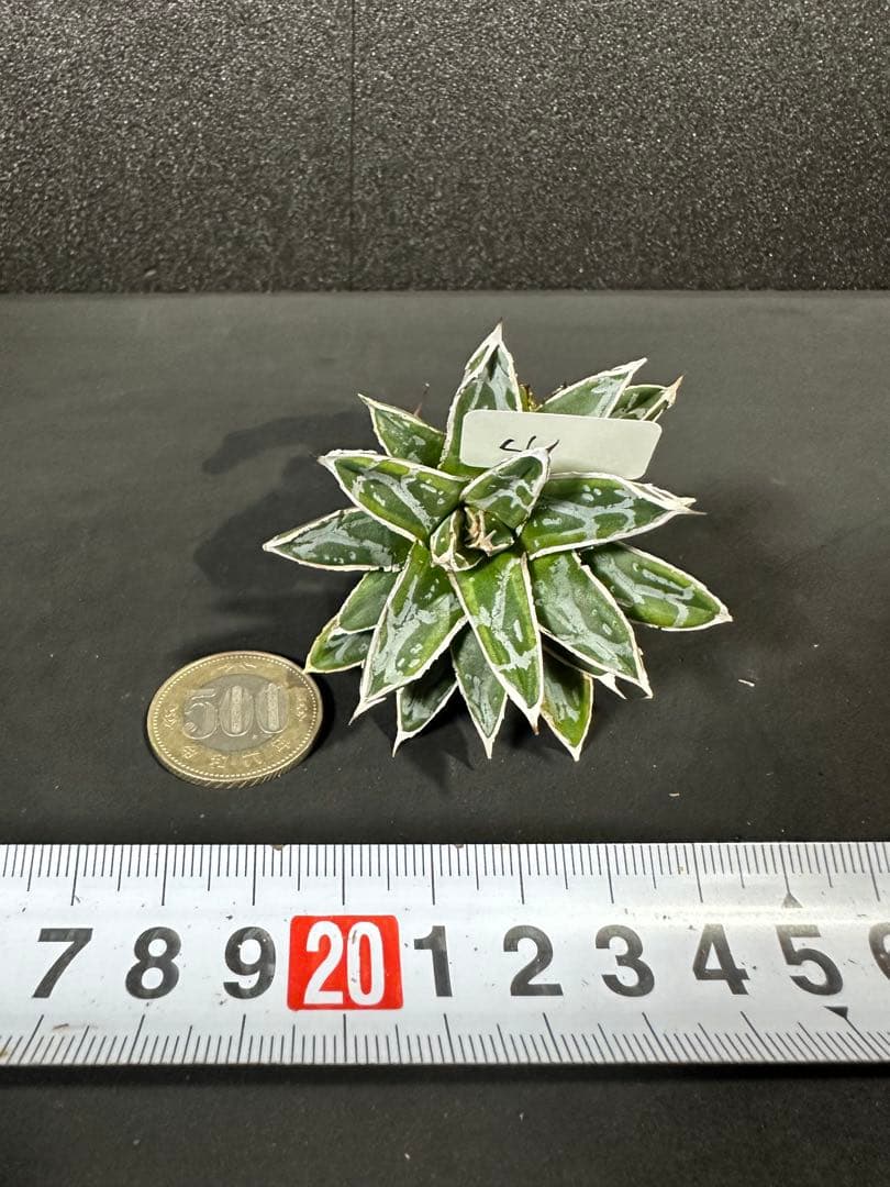 【姫笹の雪　ライムグリーン覆輪　中苗】子株付き