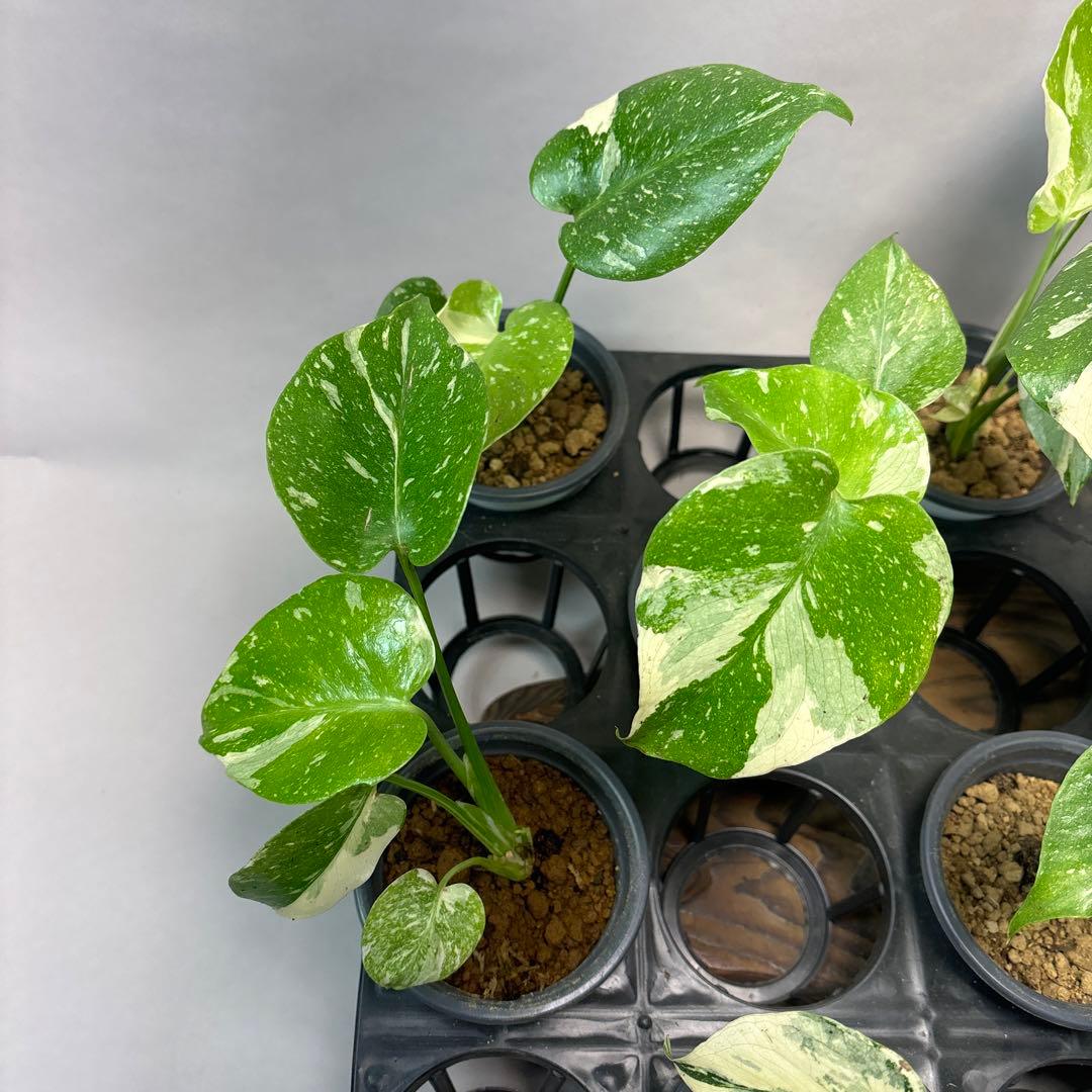 ミ*テ様 10株セットms50【特別選抜】モンステラ・タイコンステレーション 斑