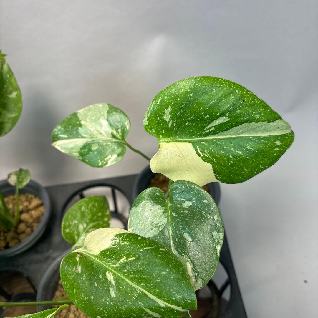 ミ*テ様 10株セットms50【特別選抜】モンステラ・タイコンステレーション 斑