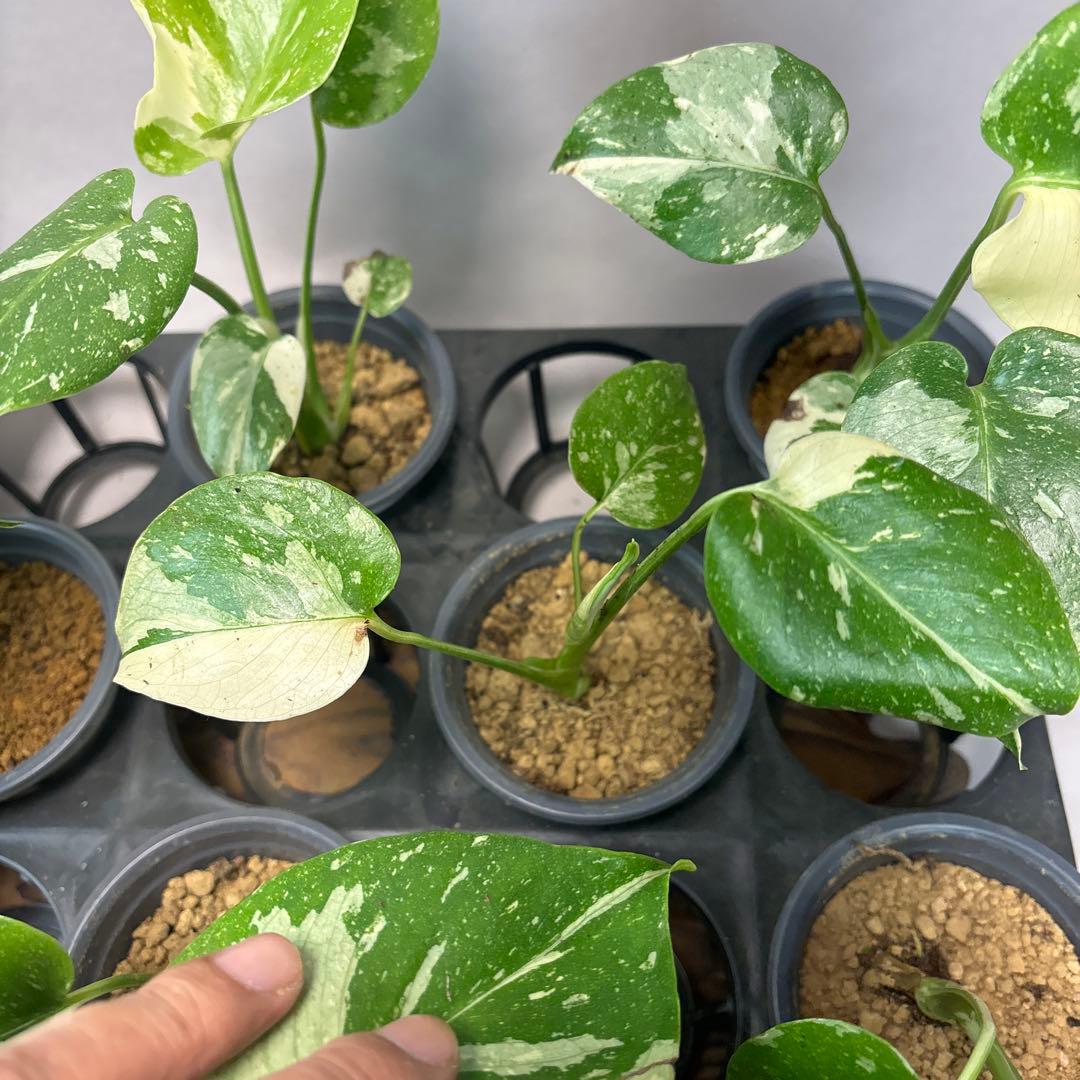 ミ*テ様 10株セットms50【特別選抜】モンステラ・タイコンステレーション 斑