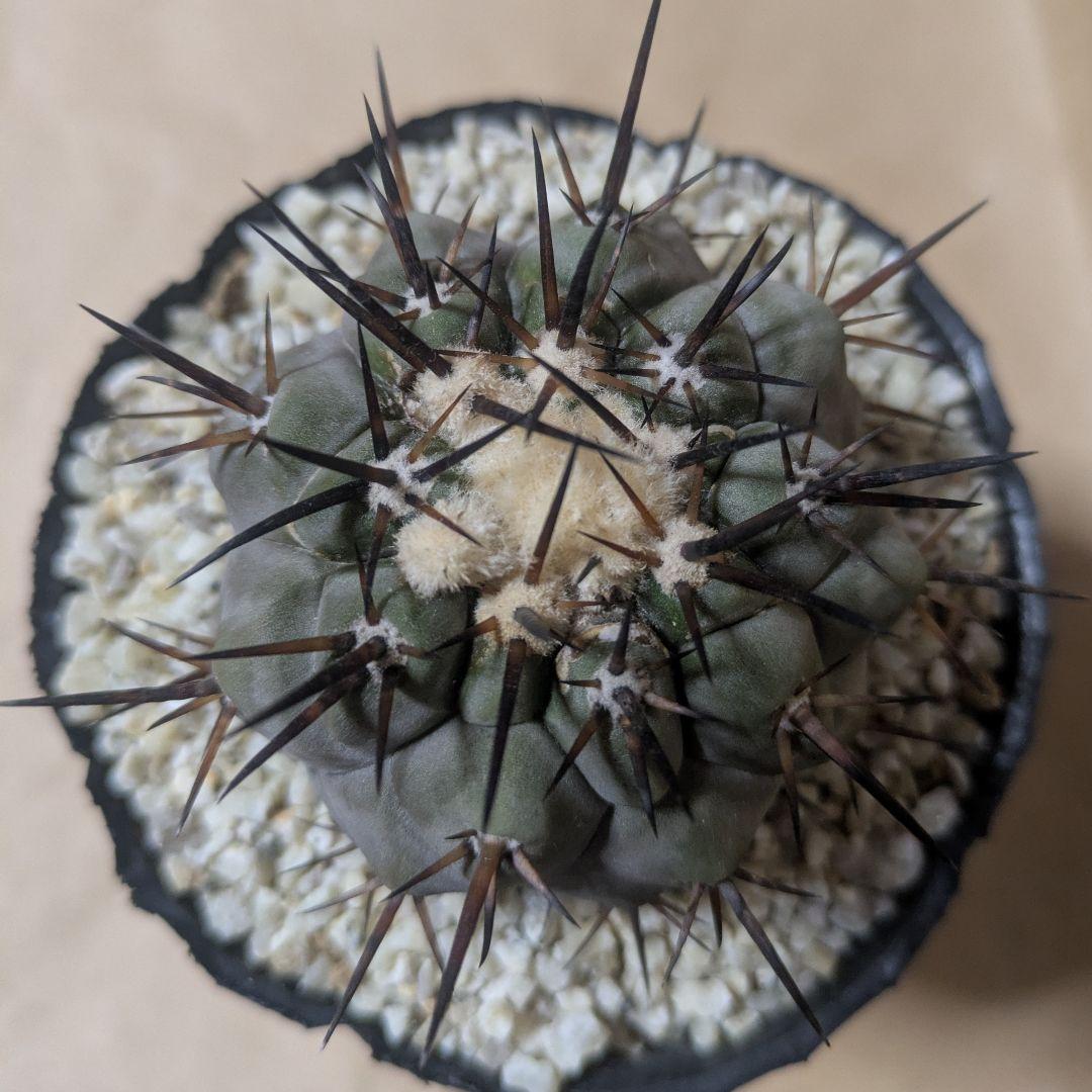 黒王丸 コピアポア シネレア 台付