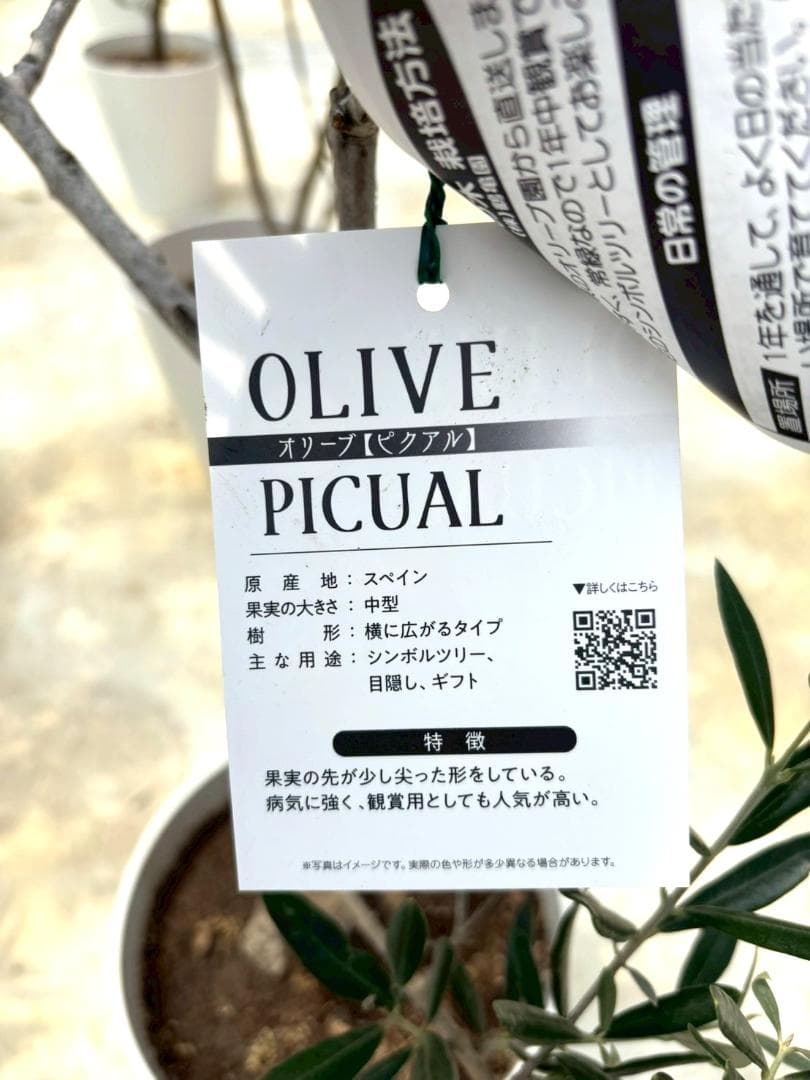 オリーブの木　ピクアル　8号　約125cm　NO.866　人気品種　現品掲載