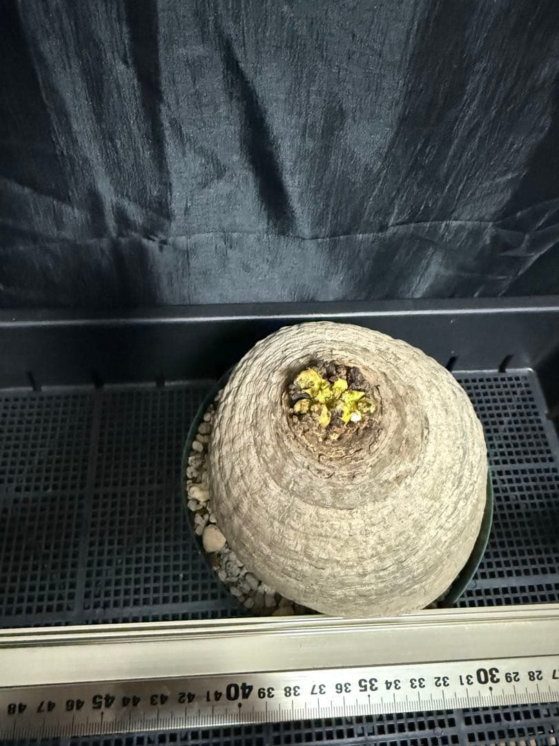 発根済 ユーフォルビア デシデュア