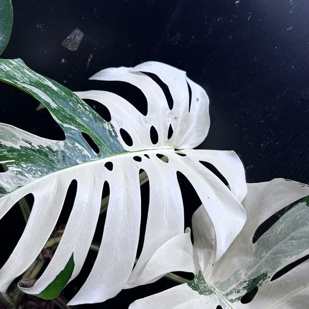 ハ*ー様 斑入りモンステラ ホワイトタイガー極美大株69cm白斑多