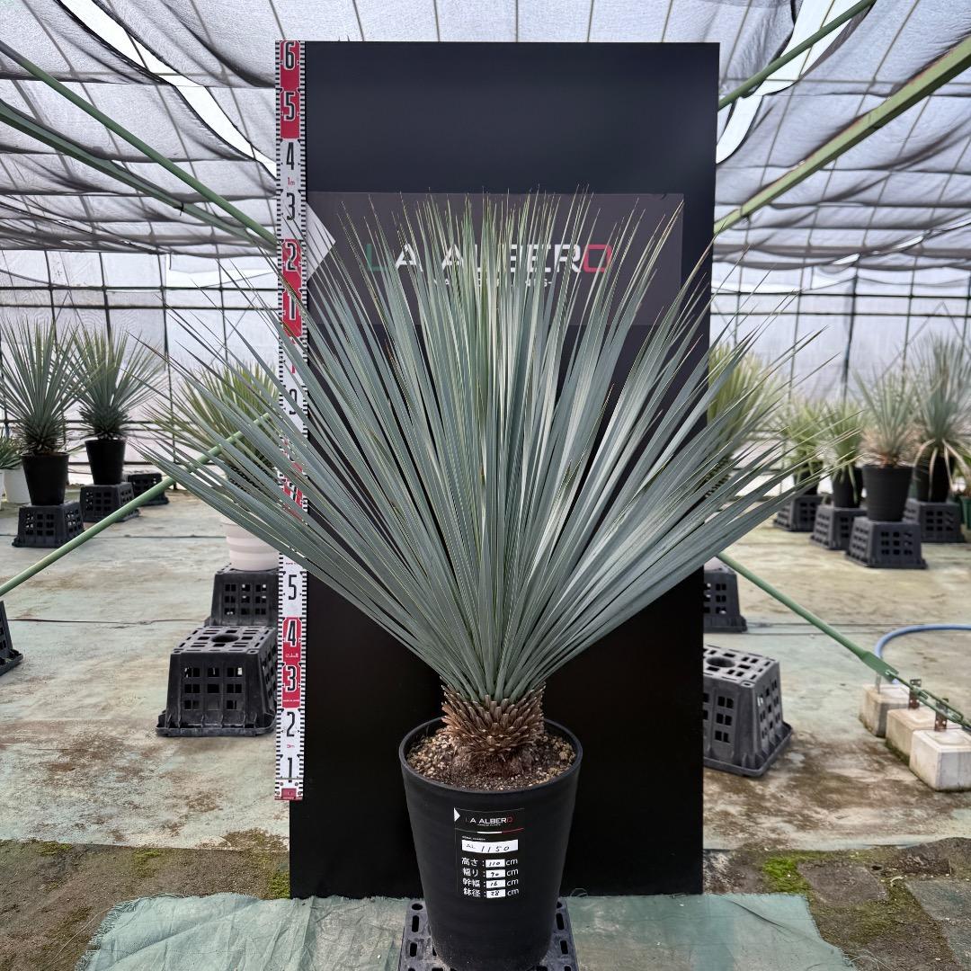 ザ*フ様 【AL1150】ユッカ　ロストラータ　ランチョブルー　数量限定