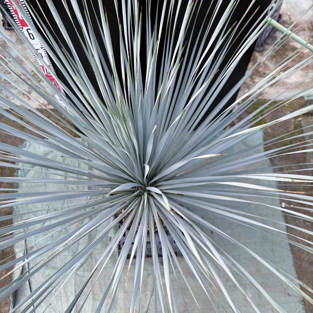 ザ*フ様 【AL1150】ユッカ　ロストラータ　ランチョブルー　数量限定