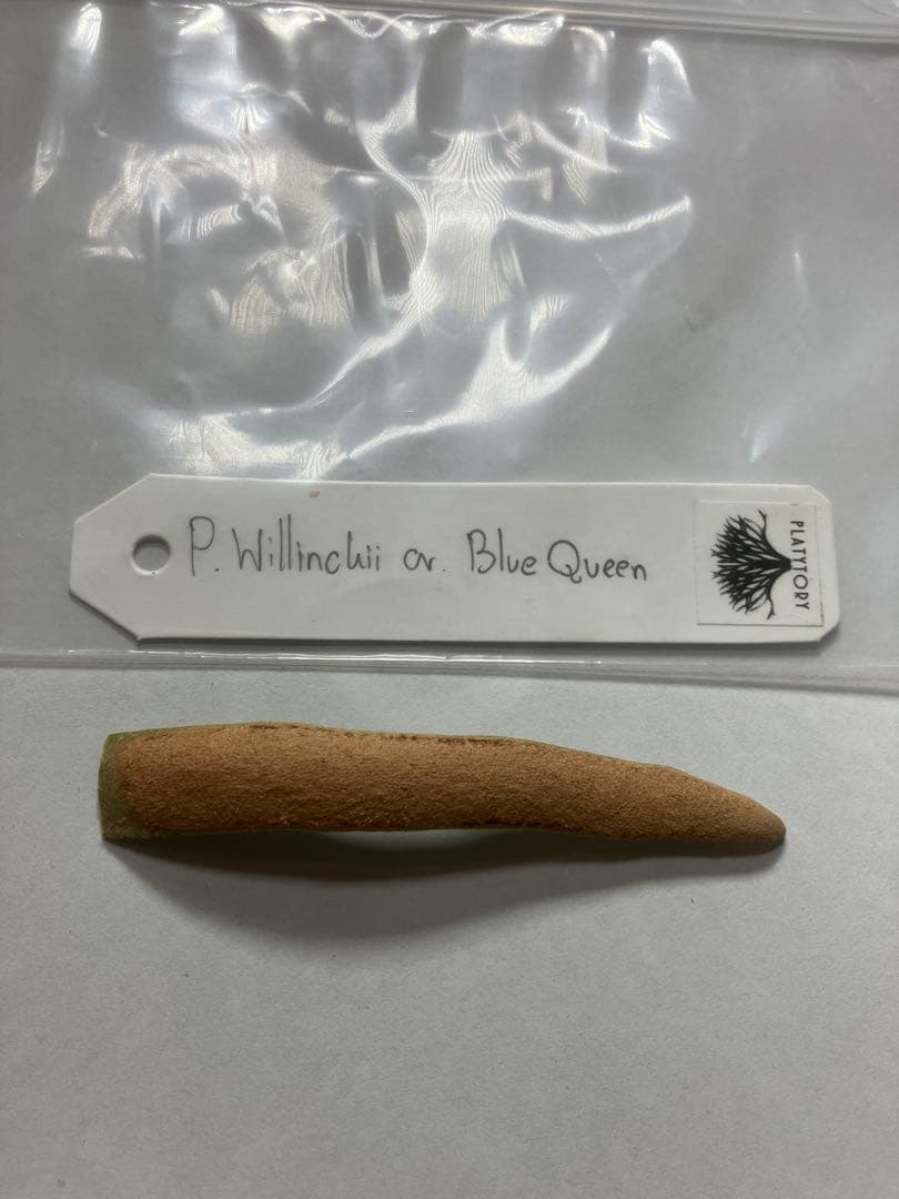 【胞子】ビカクシダ P. Willinckii Blue Queen