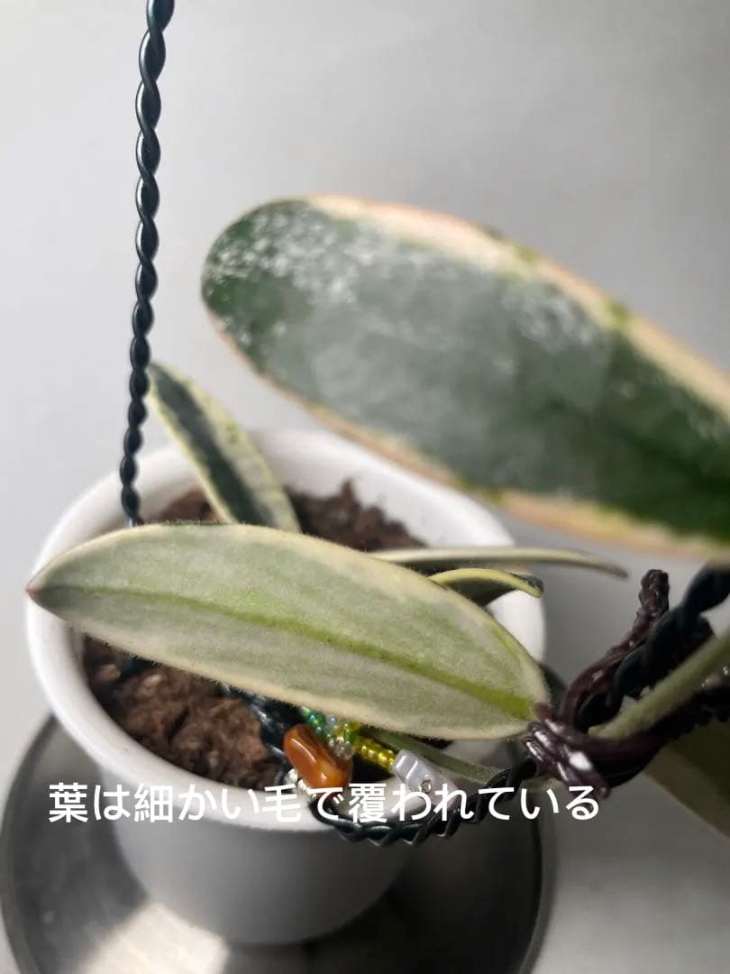 レア　ホヤ　Hoya Lyi Prism ライプリズム　サクララン　中苗