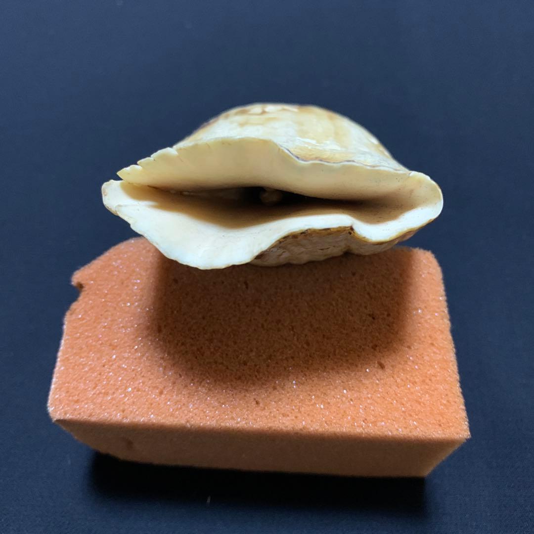 鯨歯
