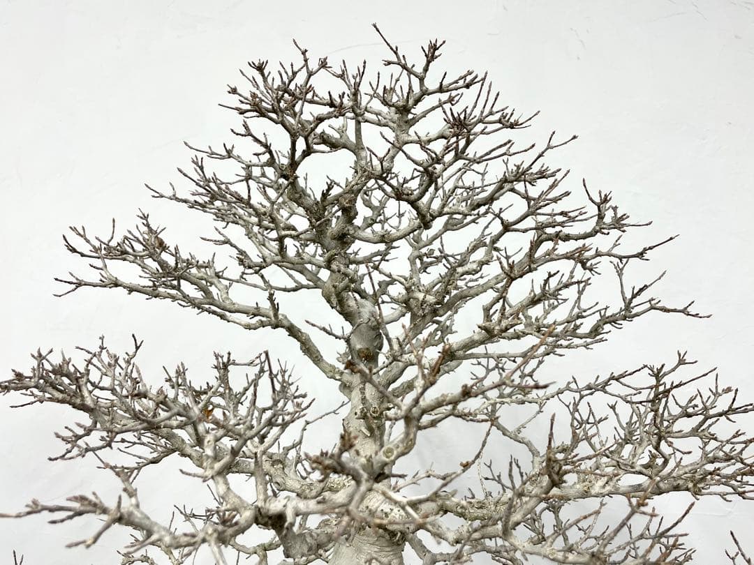 三河盆栽　カエデ　楓　盆栽