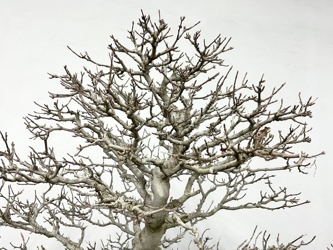 三河盆栽　カエデ　楓　盆栽