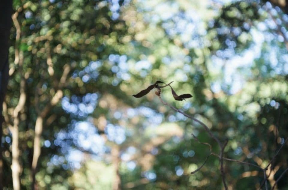 ☆これで出品取り止めます☆Carl Zeiss Tessar 50mm f2.8