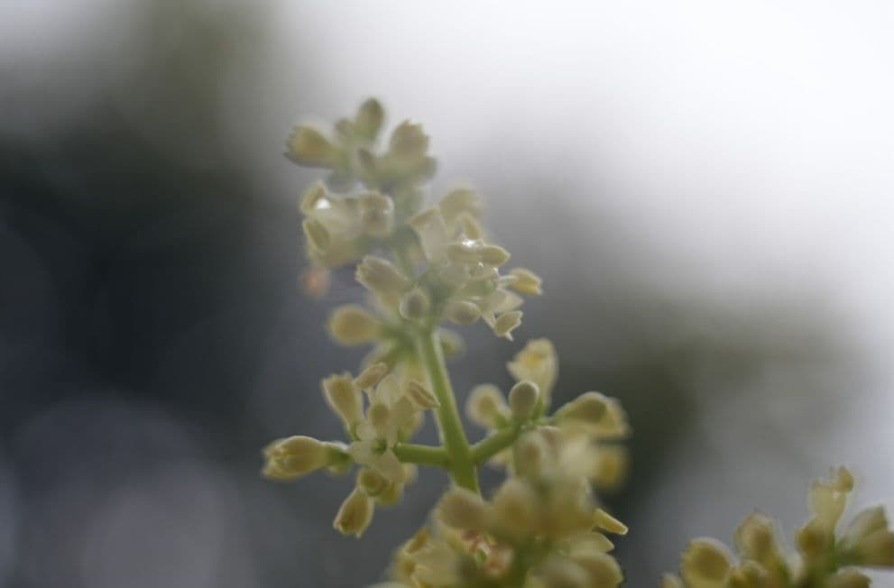 ☆これで出品取り止めます☆Carl Zeiss Tessar 50mm f2.8