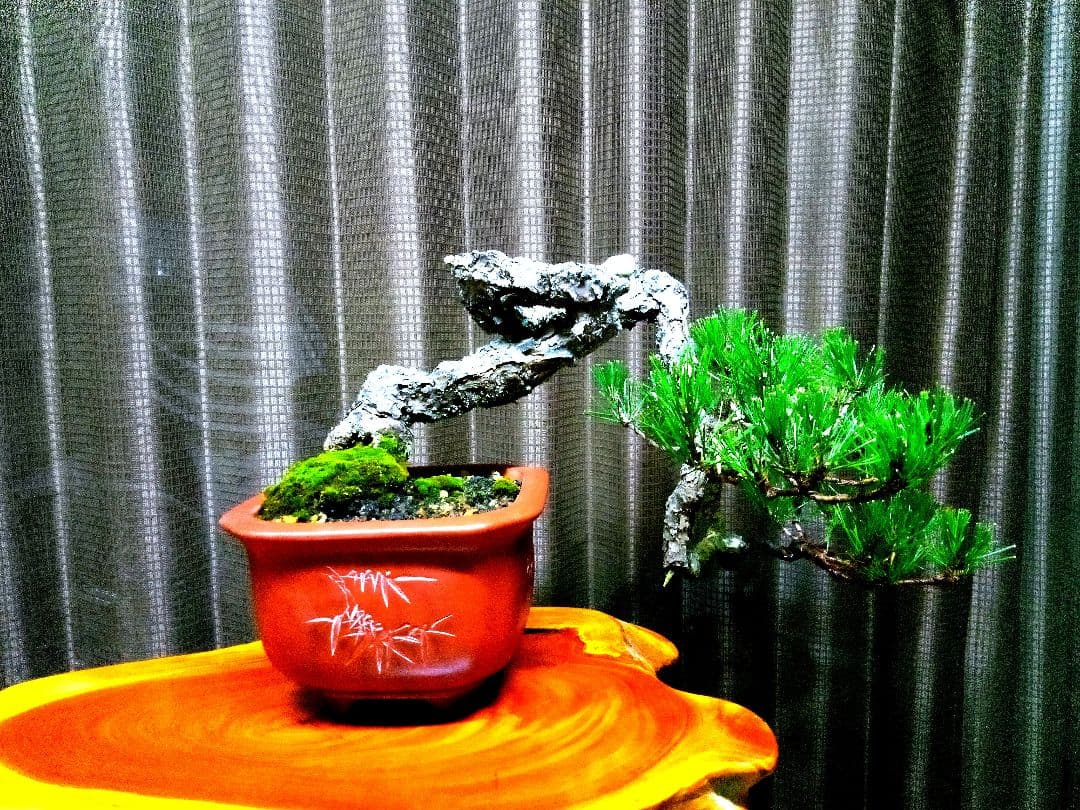 【貴風 山採り 赤松盆栽】　　　⭕天然舎利、幹曲、古木❗