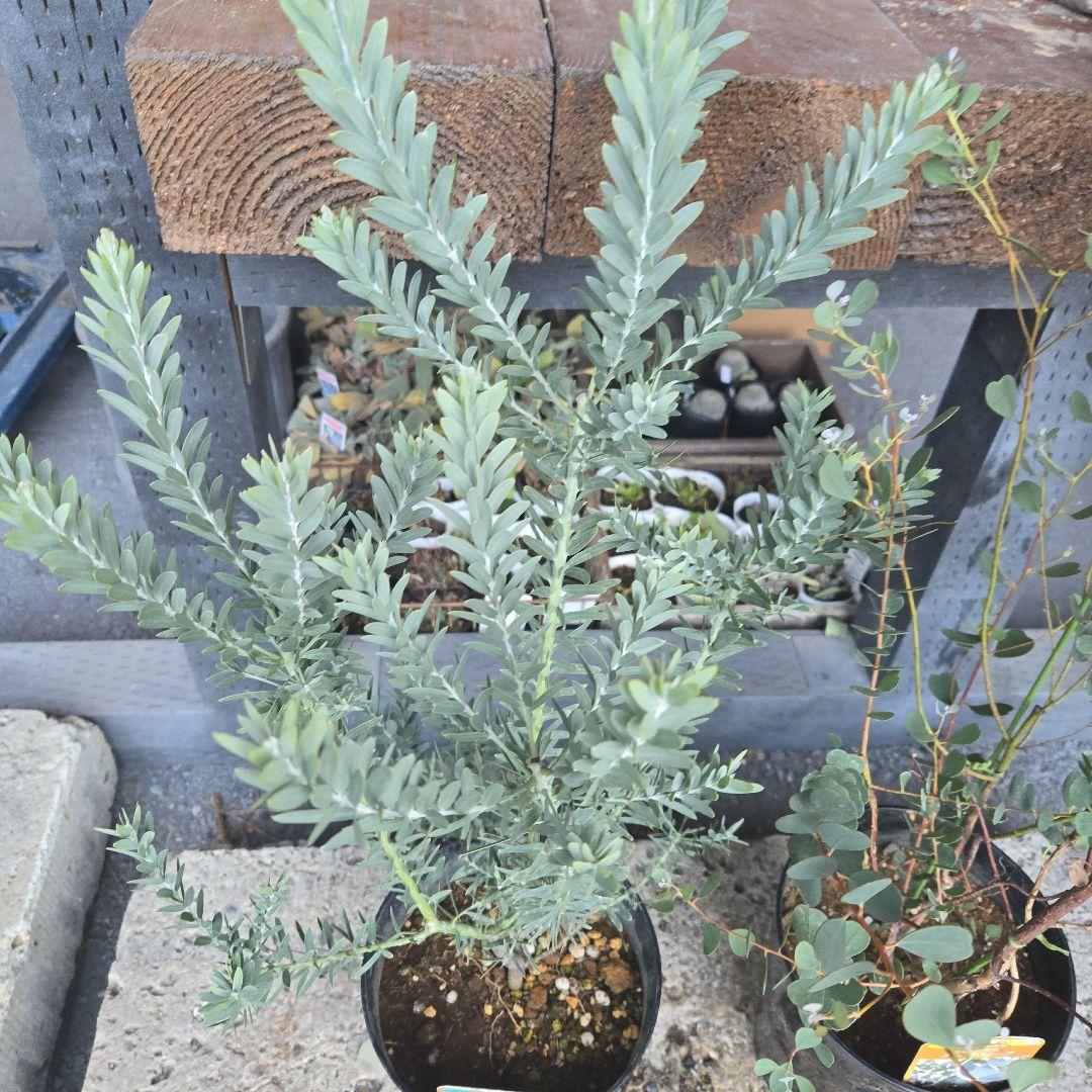 sealow　アカシアブルーブッシュ、ユーカリウェブステリアナ　2苗セット