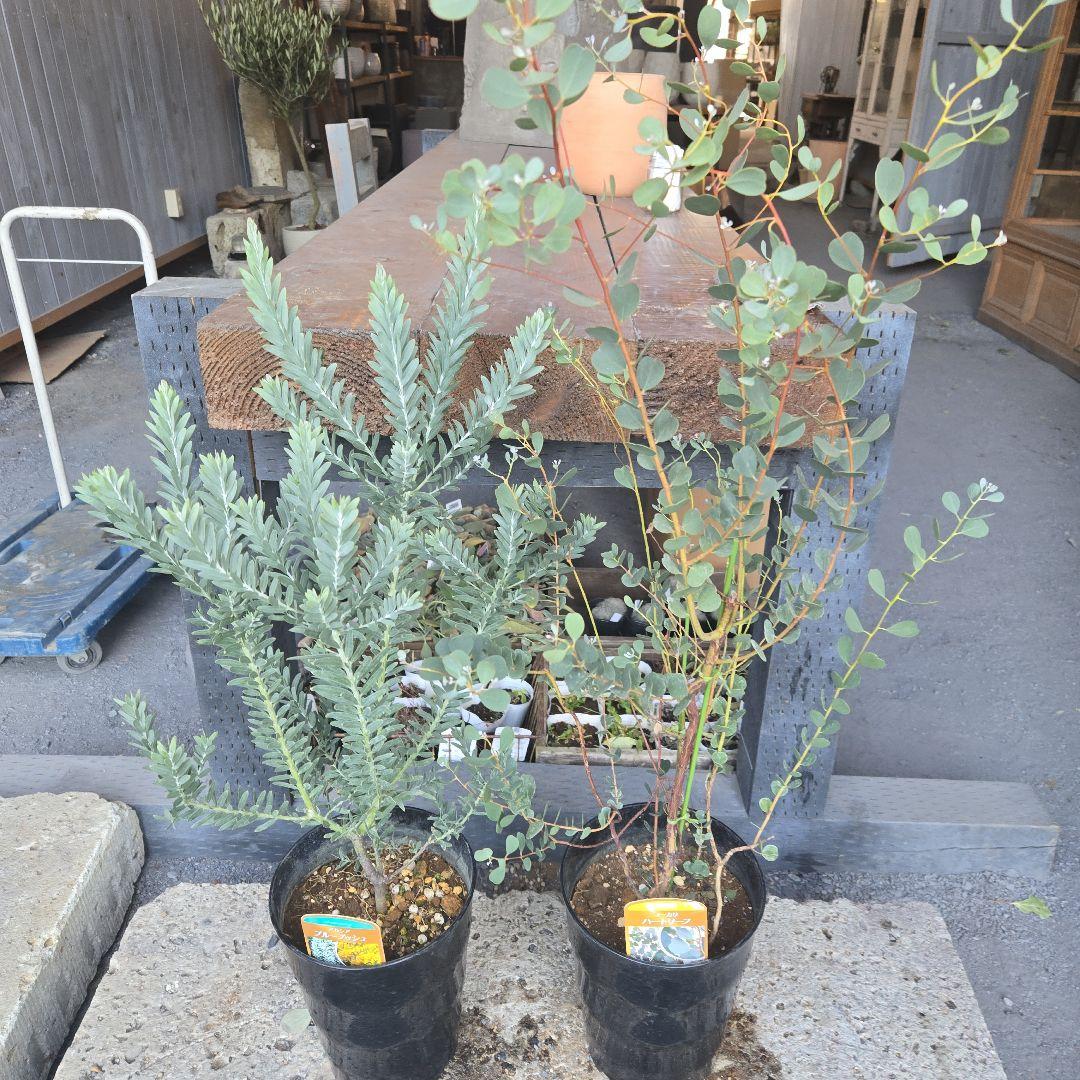 sealow　アカシアブルーブッシュ、ユーカリウェブステリアナ　2苗セット