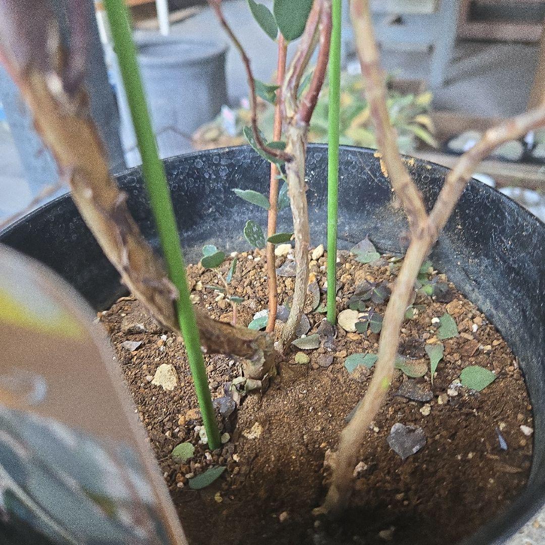 sealow　アカシアブルーブッシュ、ユーカリウェブステリアナ　2苗セット