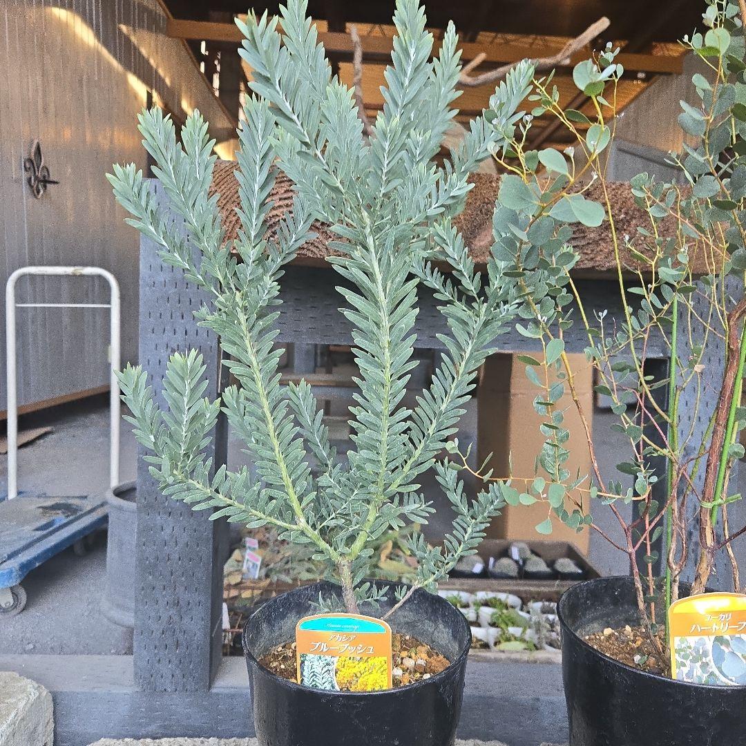 sealow　アカシアブルーブッシュ、ユーカリウェブステリアナ　2苗セット