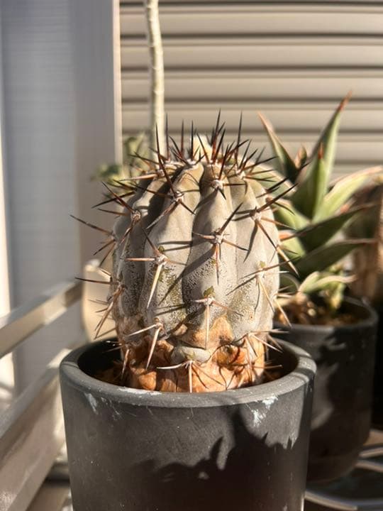 コピアポア　黒王丸