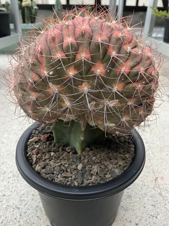 ギムノカリキウム尾形丸　綴化　大型