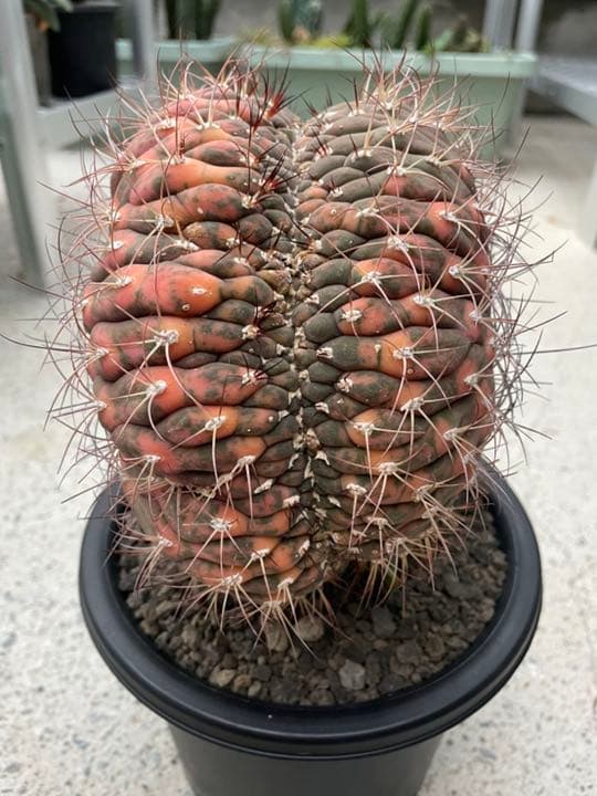 ギムノカリキウム尾形丸　綴化　大型