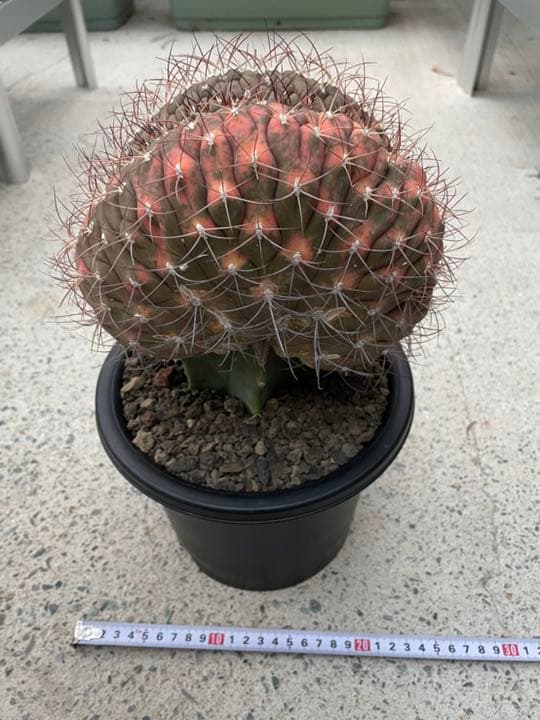 ギムノカリキウム尾形丸　綴化　大型