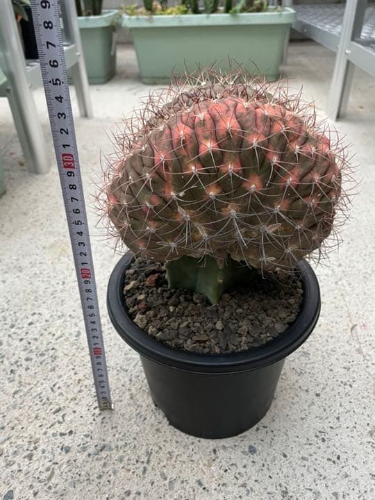 ギムノカリキウム尾形丸　綴化　大型