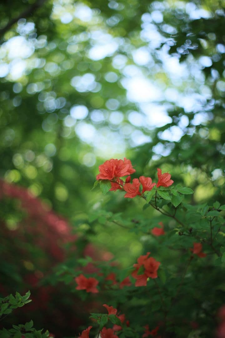 《希少》RICOH XR RIKENON 50mm F1.7 初期型 【良品】