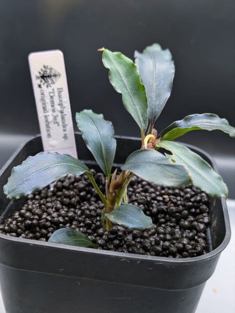 ブセファランドラsp.Demos 3rd　水上株