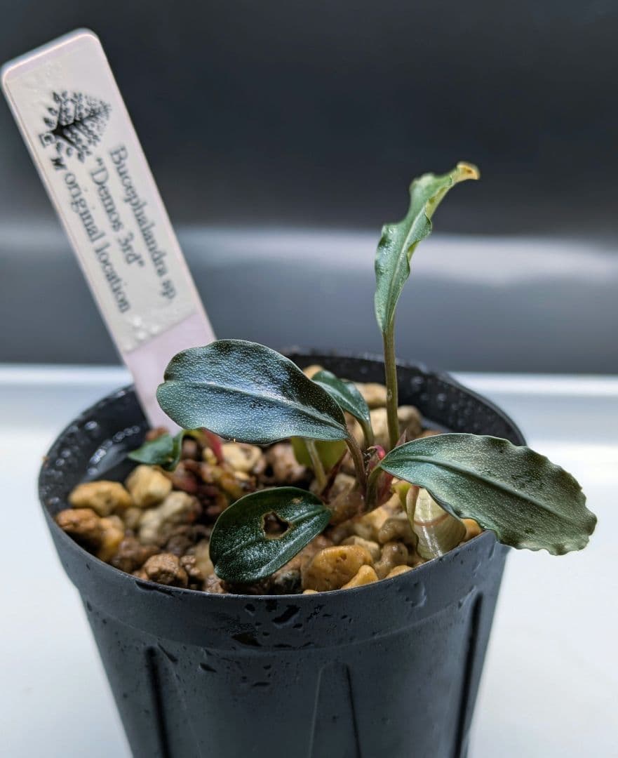 ブセファランドラsp.Demos 3rd　水上株