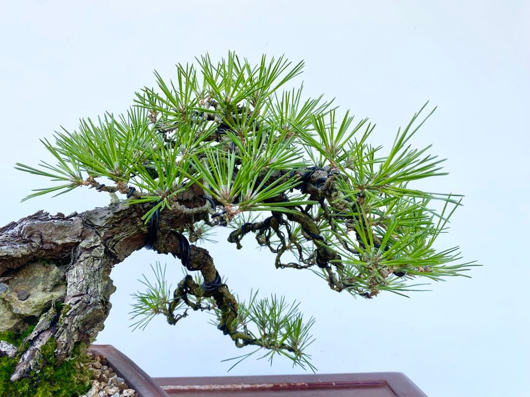 白木盆栽園　古木　石付き　黒松　樹高25センチ　盆栽黒松赤松五葉松真柏観葉植物