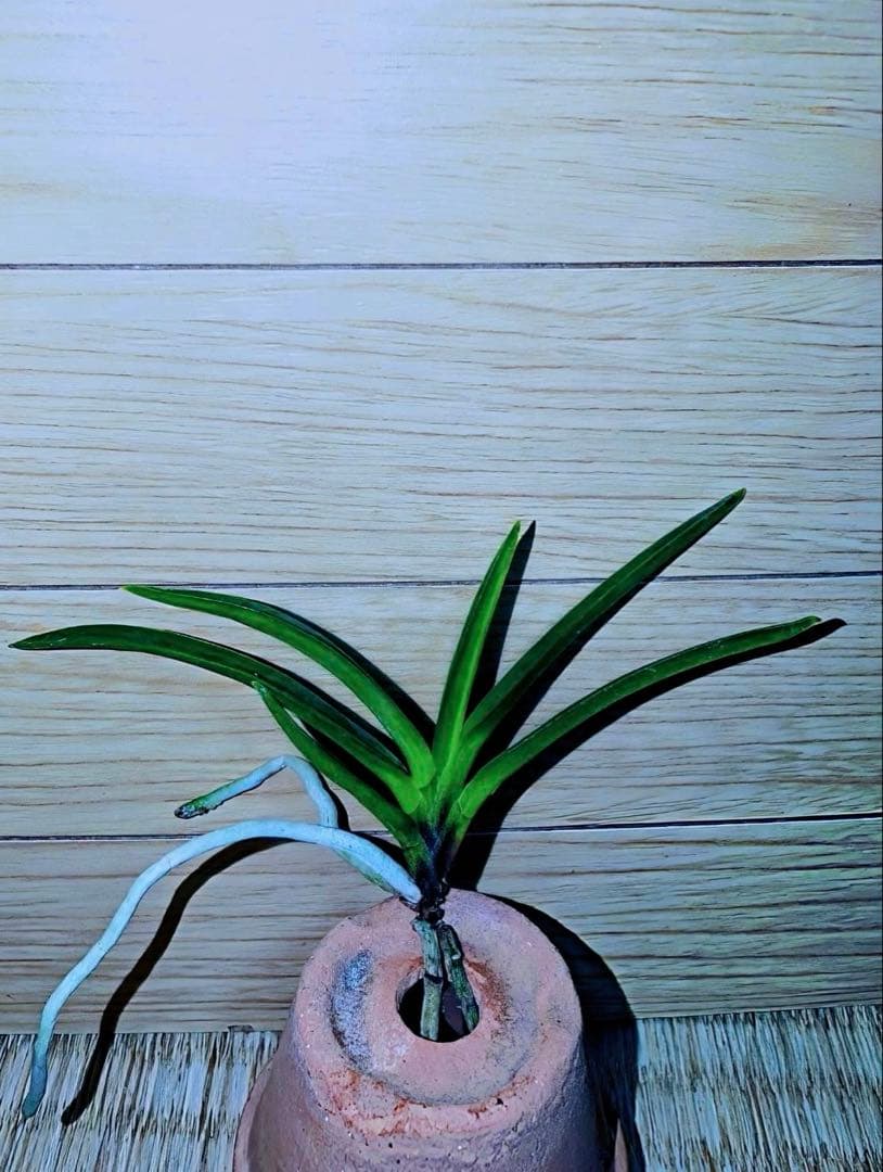 【迎春早い者勝ち商品】富貴蘭「黒金牡丹」天葉に縞有り