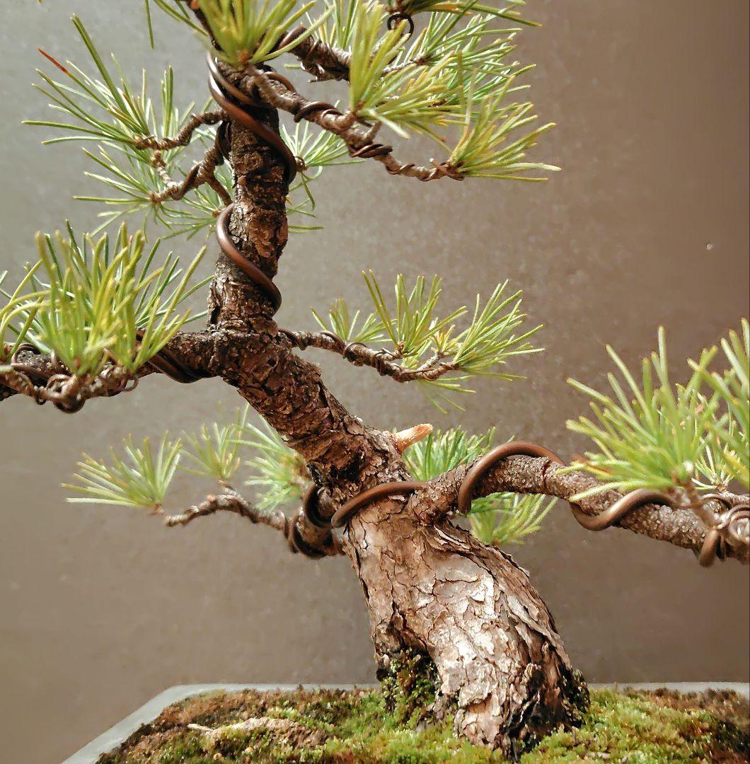 五葉松盆栽！