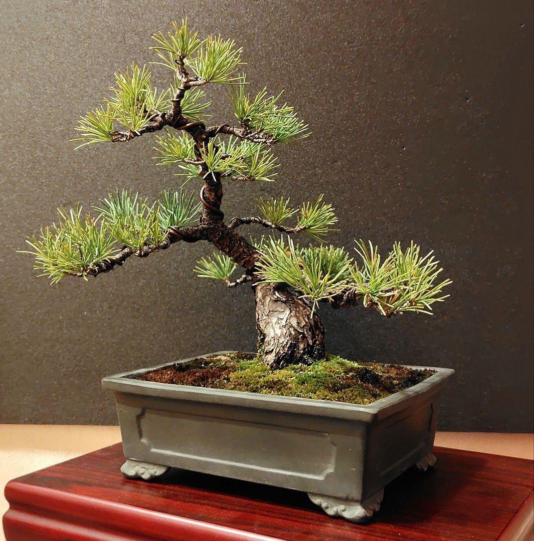 五葉松盆栽！