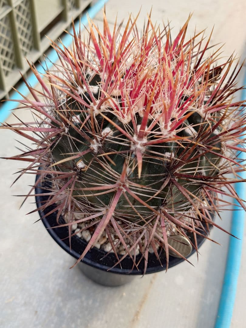 希少　サボテン　フェロカクタス　紅裳竜　実生　※鉢のまま発送
