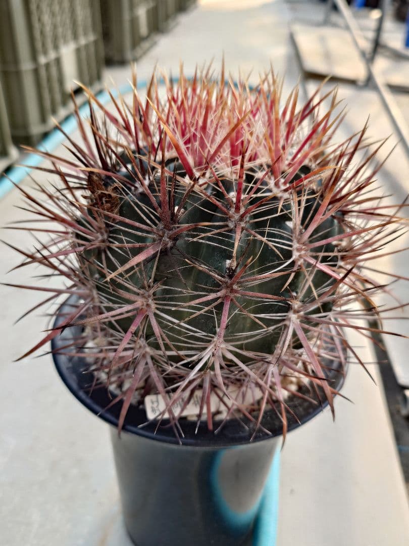 希少　サボテン　フェロカクタス　紅裳竜　実生　※鉢のまま発送