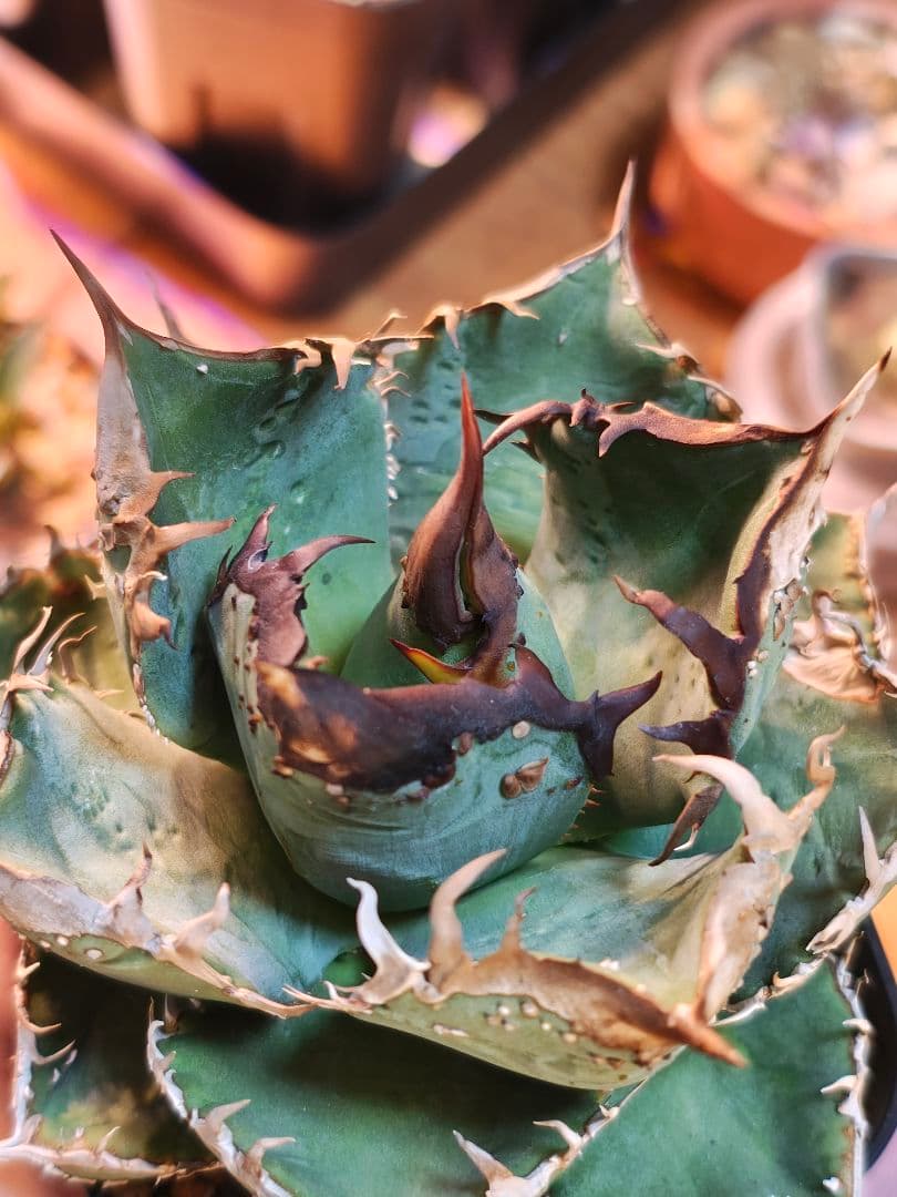 アガベ　子株　ブツブツ　スタッズ