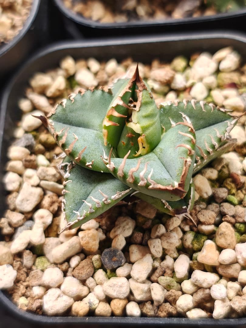 アガベ　子株　ブツブツ　スタッズ