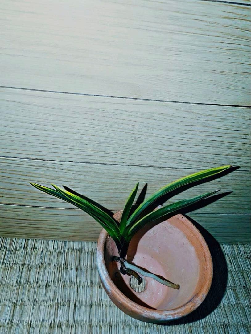 【moimoiさん注文品】富貴蘭「湖東錦」斑入り