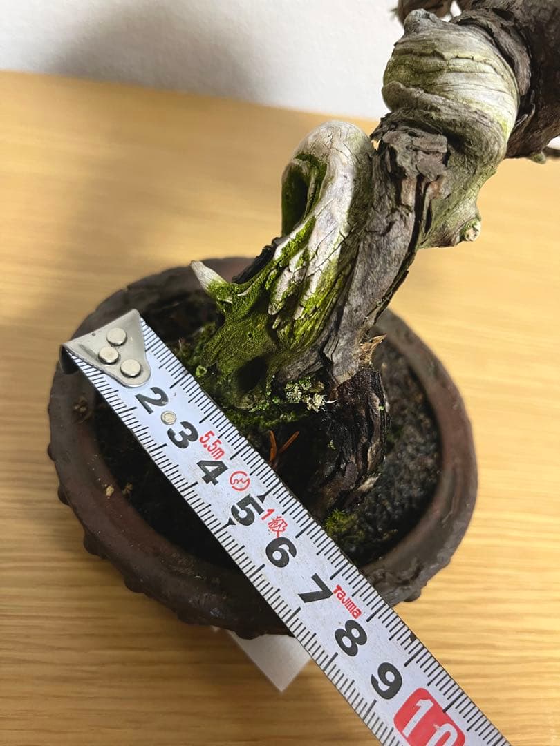 糸魚川真柏/盆栽