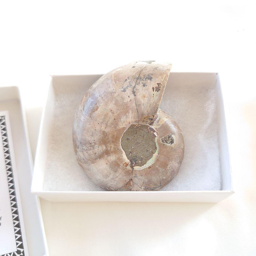 幸運の宝石アンモナイトの化石 約15cm 虹色　コレクション