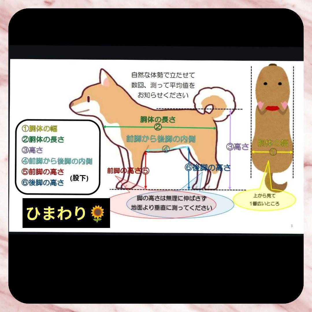 ダックス4輪　リハビリ　食事補助　犬用車椅子　介護　犬の歩行器